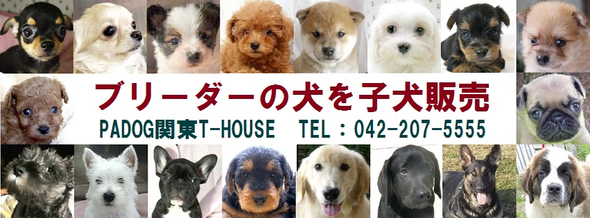 ブリーダーの犬を子犬販売|PADOG関東